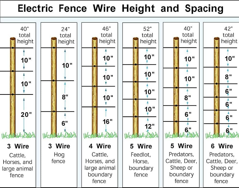 Electric fence wire height positioning for pigs | Can pigs be kept with electric fencing only?