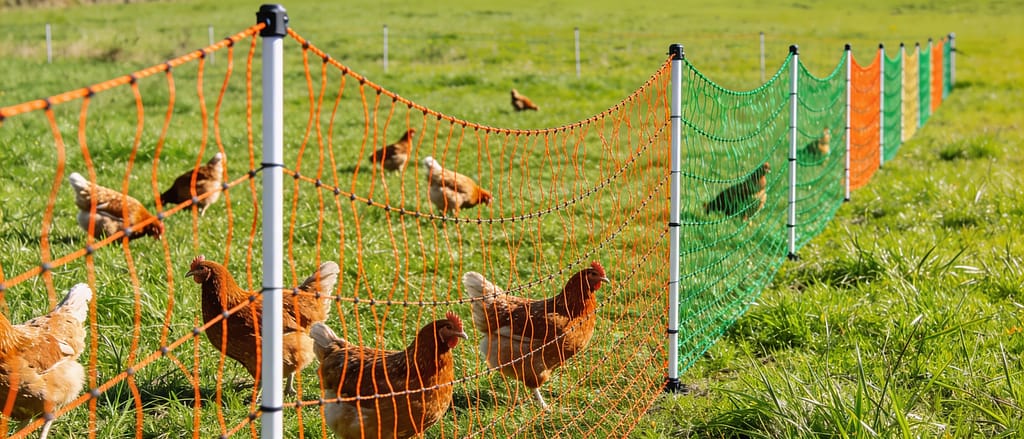 Portable poultry fencing with chickens in pasture | Can chickens be kept in with portable fencing?