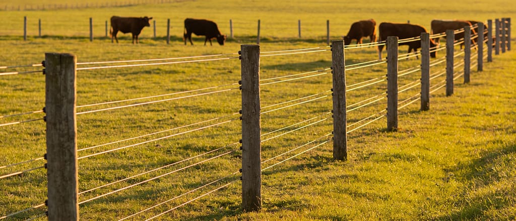 Realistic photo of cattle grazing near a high-tensile wire fence in an open pasture, natural light, no text overlays | What is the Best Fencing for Cattle?